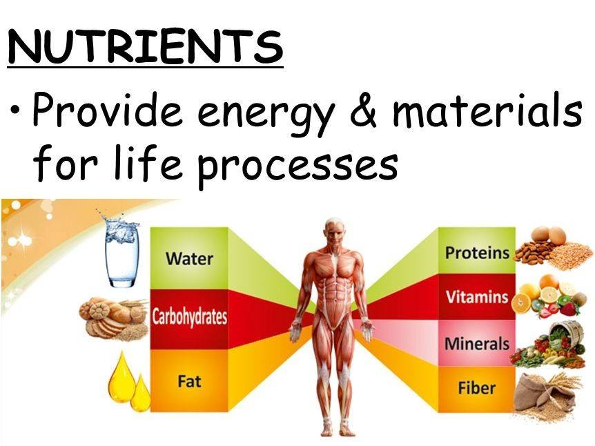 Understanding Essential Nutrients